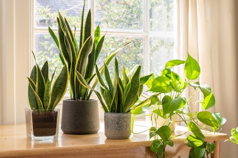 Plants That Bring Bad Luck at Home