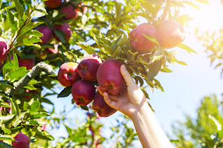 Apple Picking on Long Island 2023