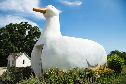 All About Big Duck In Flanders