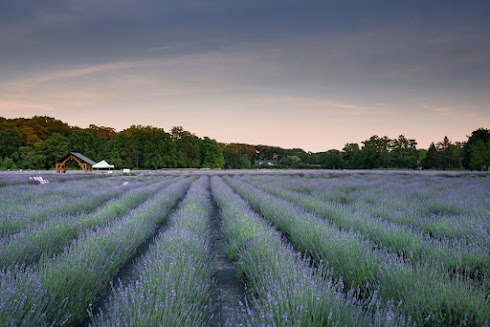 Seeing Long Island's Beautiful Flowers